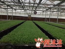 互助 工廠化育苗有效緩解種苗供需矛盾，助力西寧林業(yè)發(fā)展