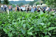 科技賦能 茶香更醇 宜昌工廠化育苗引領(lǐng)茶樹良種化新篇章