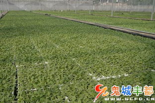 工廠育苗面積突破14000畝 現(xiàn)代農(nóng)業(yè)技術(shù)驅(qū)動(dòng)下的綠色產(chǎn)業(yè)新篇章