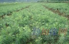 供應(yīng)實(shí)用杉樹種子育苗栽培技術(shù)——廣西融水縣苗山林木種子苗木經(jīng)營部專業(yè)指南