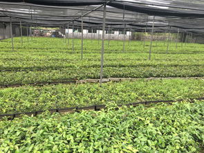 江西分宜 全國七成高產(chǎn)油茶良種的搖籃，村民年均增收超十萬