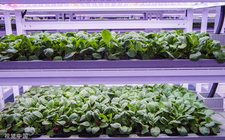 走進(jìn)植物工廠 探訪現(xiàn)代工廠化智慧育苗基地