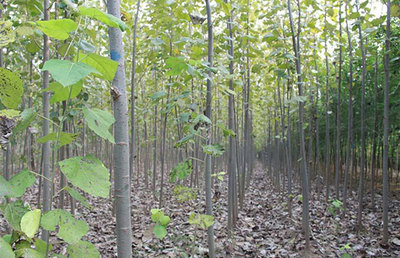 深耕地方特色，推動品牌樹種產業化與林木育苗高質量發展