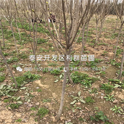 山東柿子樹苗品種概覽與新品種發展趨勢