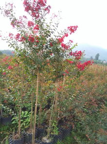 廣西桂林天虹紅火箭紫薇培育基地 美國三紅紫薇控根容器苗的優勢特點